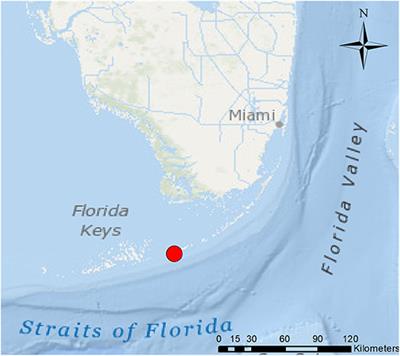 Macroscopic and Histopathologic Findings From a Mass Stranding of Rough-Toothed Dolphins (Steno bredanensis) in 2005 on Marathon Key, Florida, USA